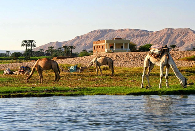 Luxor Kamelreiten in Theben West